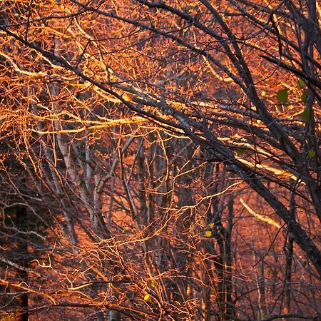 Naturaleza Y Aire Puro En El Pirineo Oriental En Una Bonita Casa Rural De Piedra Пратс-де-Моло-ла-Прест Екстер'єр фото