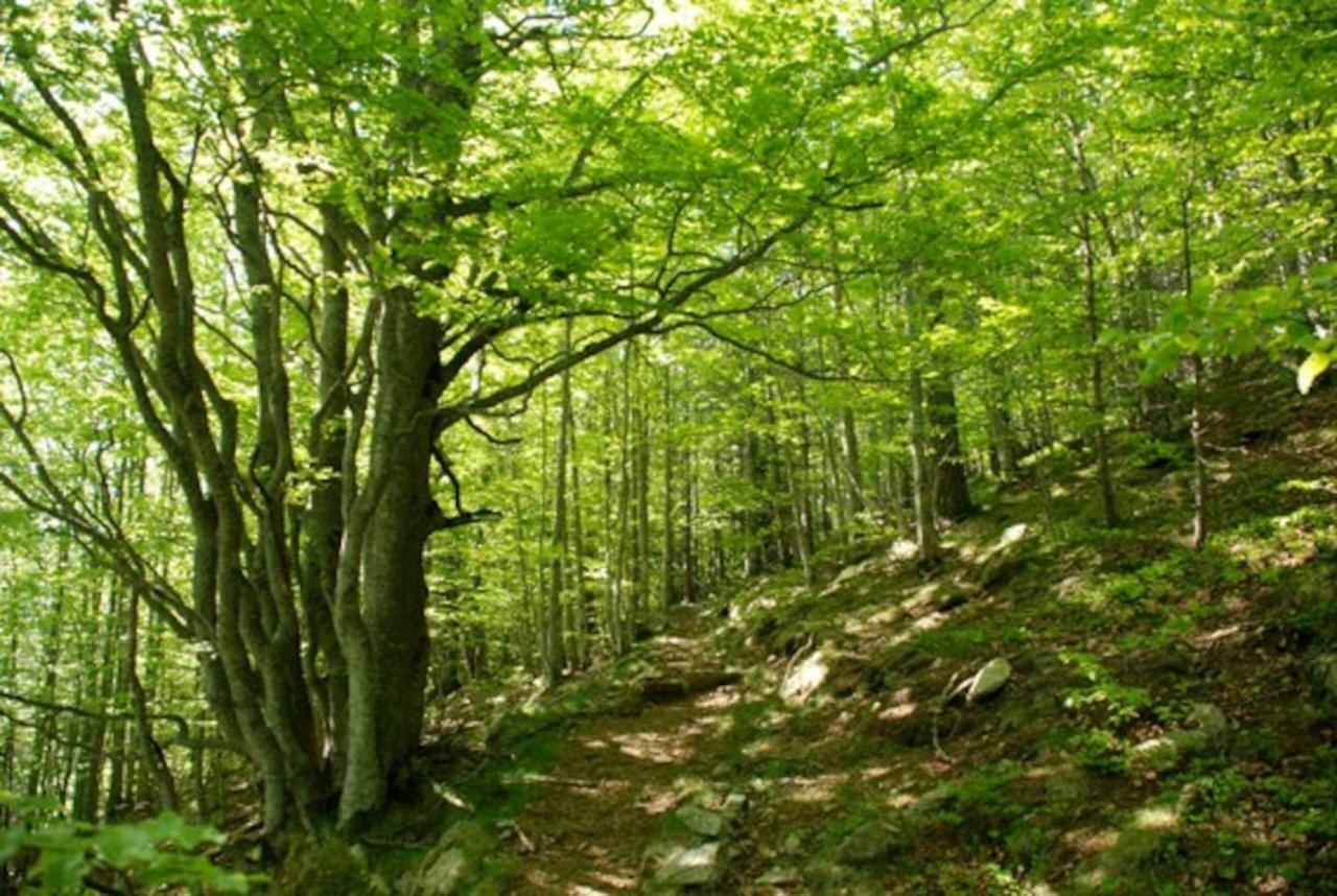 Naturaleza Y Aire Puro En El Pirineo Oriental En Una Bonita Casa Rural De Piedra Пратс-де-Моло-ла-Прест Екстер'єр фото